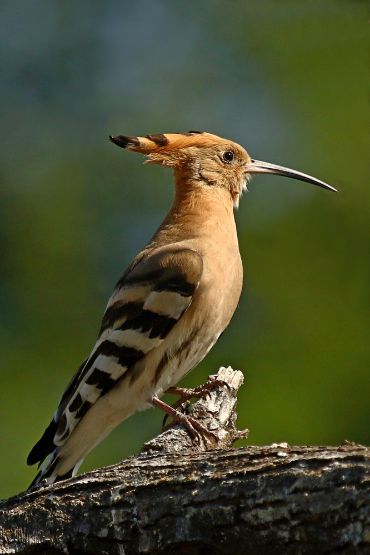 Tangerine Hoopoe - Stuffed bird decor hanging